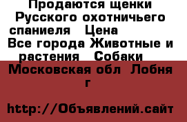 Продаются щенки Русского охотничьего спаниеля › Цена ­ 25 000 - Все города Животные и растения » Собаки   . Московская обл.,Лобня г.